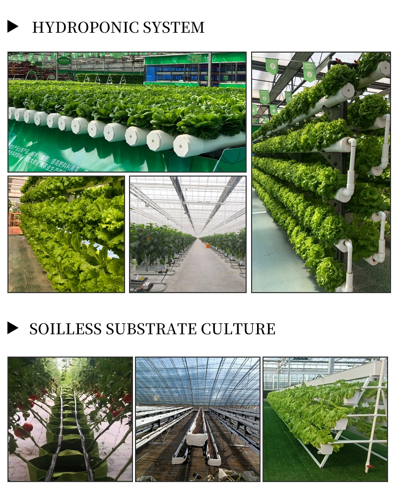 Green Houses Manufactures Multi Span Tomato Strawberry Flower House Cooling Irrigation Grow Tent Glass Greenhouse
