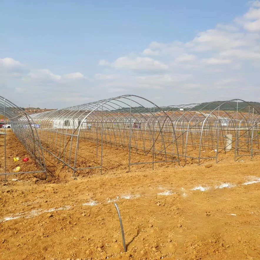 Professional Agricultural Single Span Tunnel Dome Film Greenhouse for Vegetable/Flower