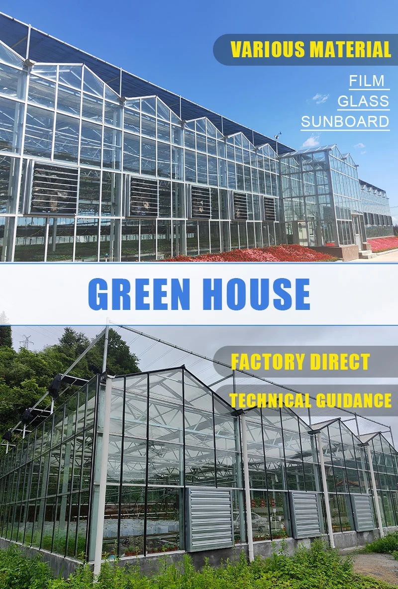 Agriculture Film Glass Greenhouse for Tomato Cherry Cucumber Strawberry Flowers Nursery Seedlings with Ventilation Fan