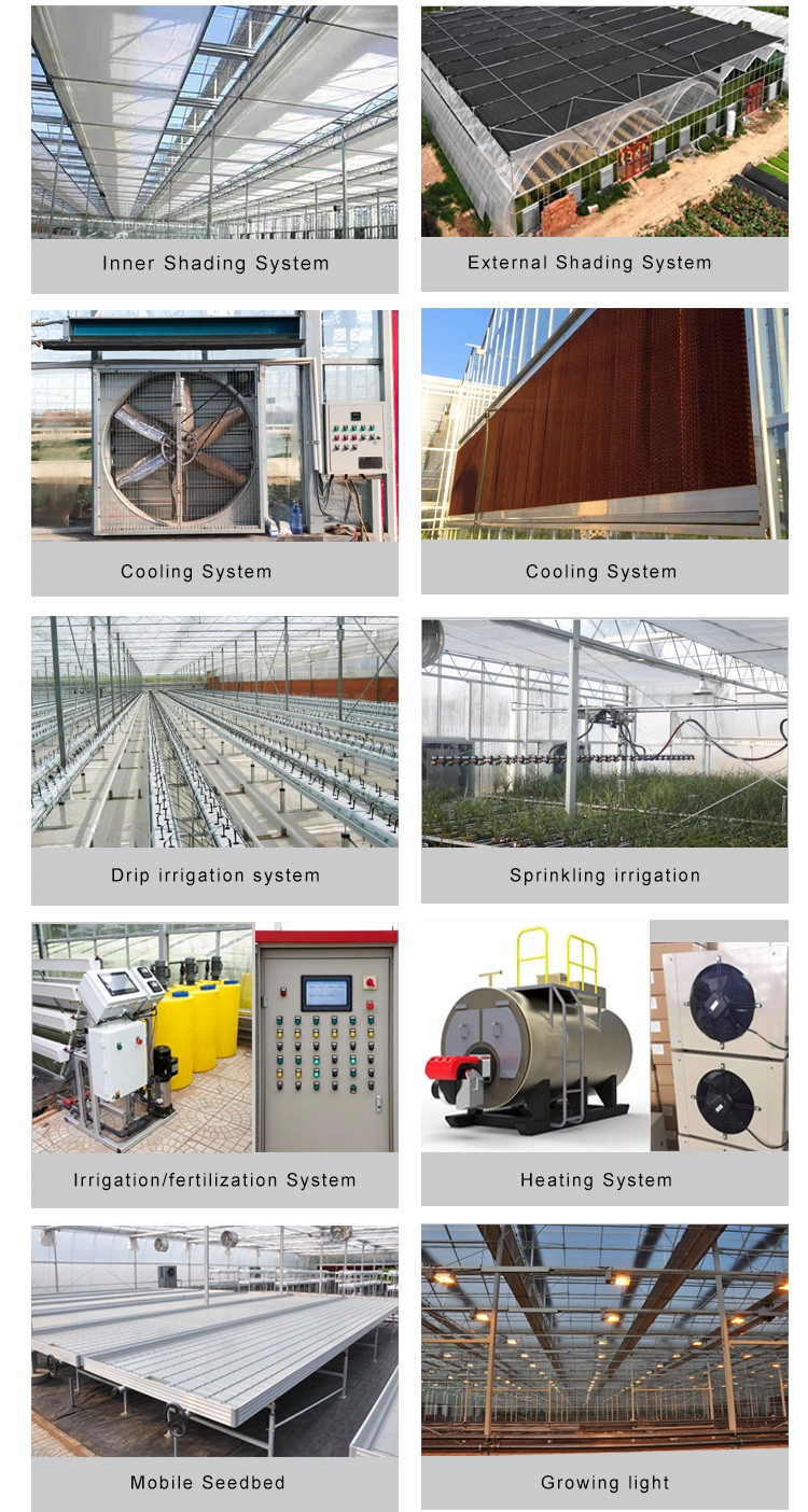 High Quality China Greenhouse Supplier with Hydroponics System Cooling System for Tomatoes