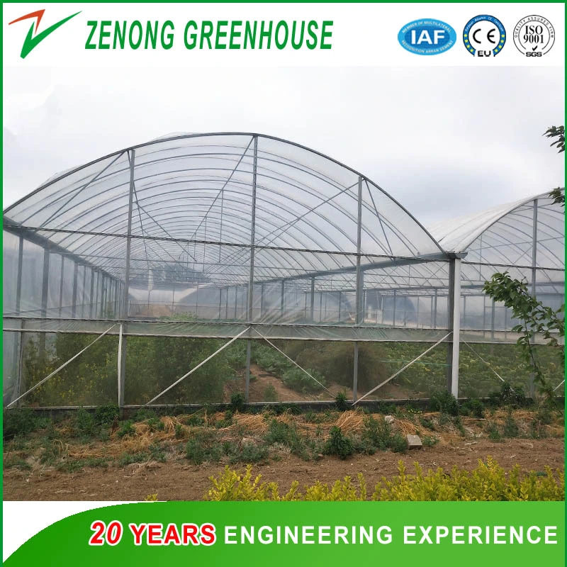 Gutter Connected Po Film Greenhouse with Evaporative Cooling Pad for Rose/Tulip/Tomato/Pea