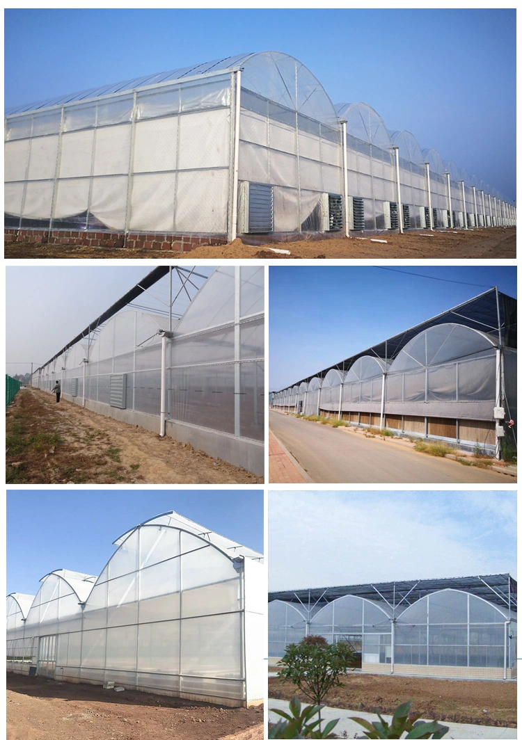 High Quality China Greenhouse Supplier with Hydroponics System Cooling System for Tomatoes
