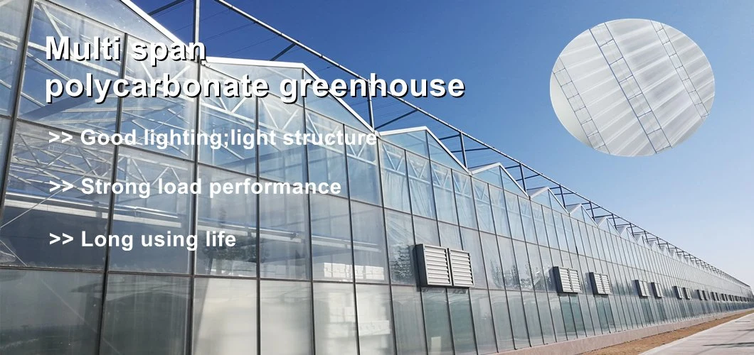 Factory Price Agriculture Greenhouse Multi-Span PC Sheet Polycarbonate Greenhouse Turnkey Project