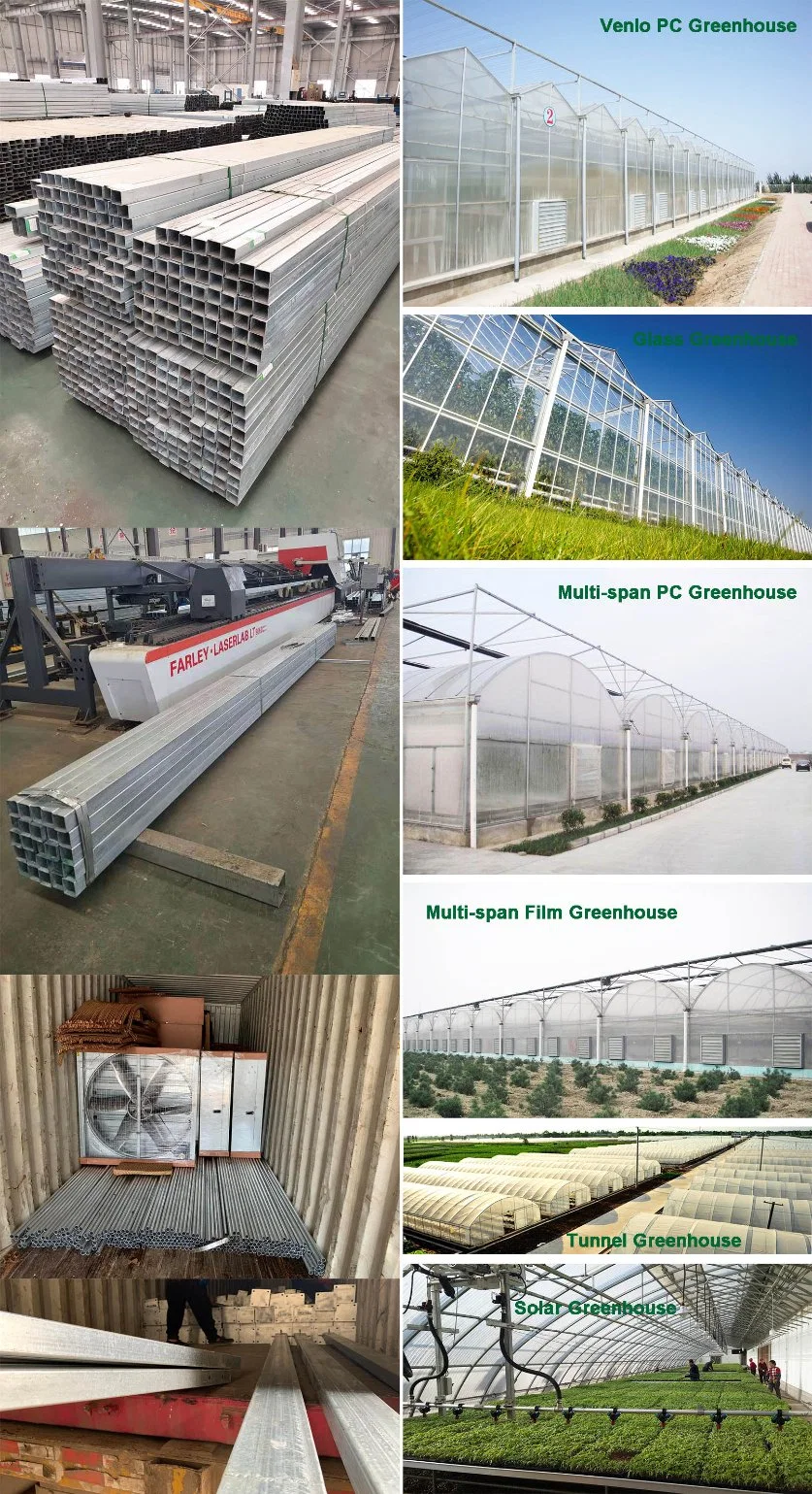 Venlo Type PC Sheet Agricultural Polycarbonate Greenhouse for Mushroom