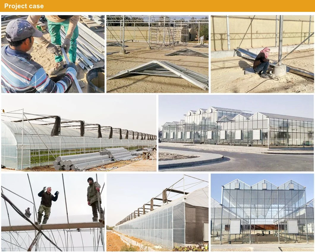 Factory Price Agriculture Greenhouse Multi-Span PC Sheet Polycarbonate Greenhouse Turnkey Project