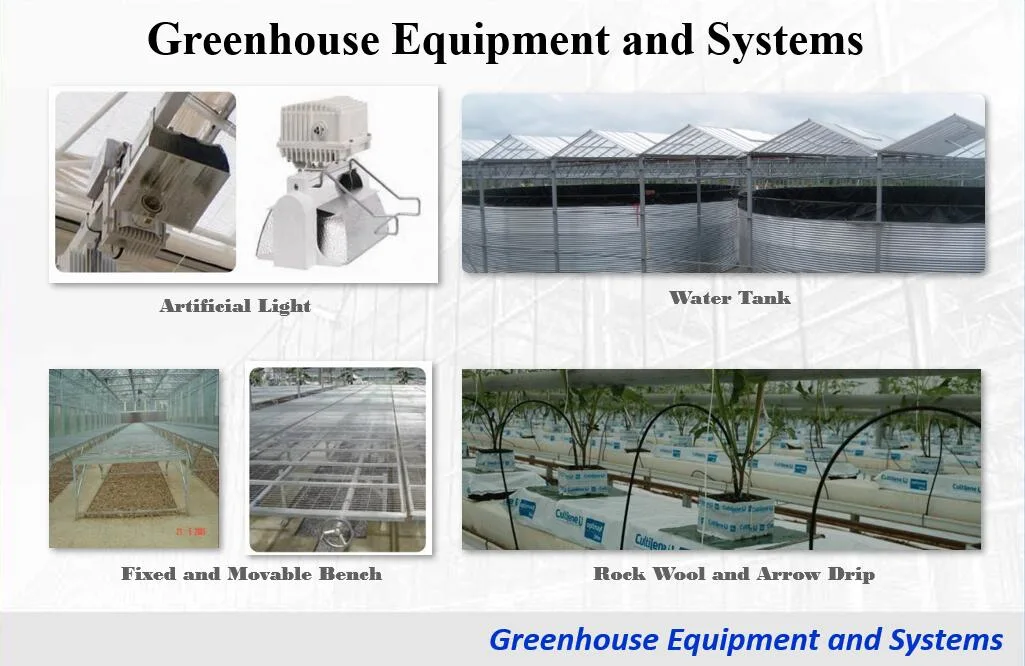 Professional Exporter of Tunnel Greenhouse with Single/Double Layer Film for Strawberry/Tomato/Cucumber/Pepper in China