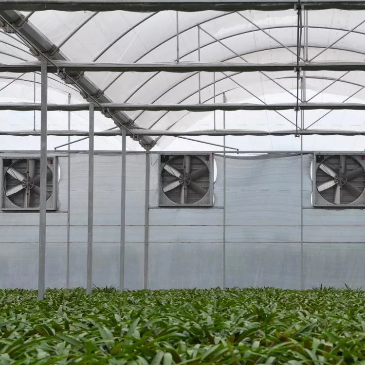 Film Greenhouses Tunnel /Dome Shape Single Layer Film Green House for Vegetable