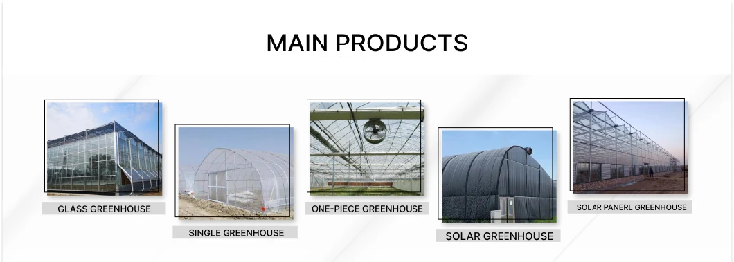 Multi-Span Polycarbonate (PC) Sheet Greenhouse with Hot Galvanized Steel Framework
