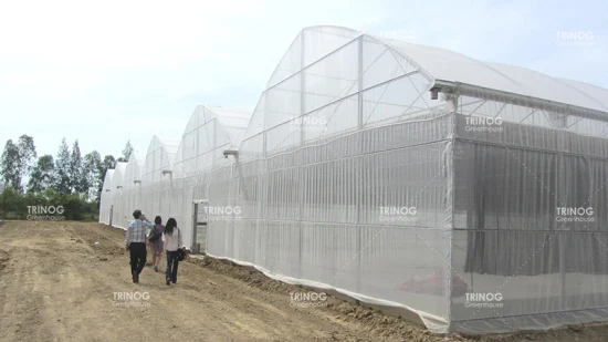 Rail bench tomato plants Nursery film Greenhouse for hydroponic