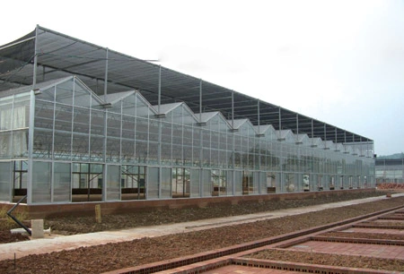 8mm/ 10mm Used Polycarbonate Greenhouse Commercial Multi Span/Single Span PC Sheet Greenhouse for Sale