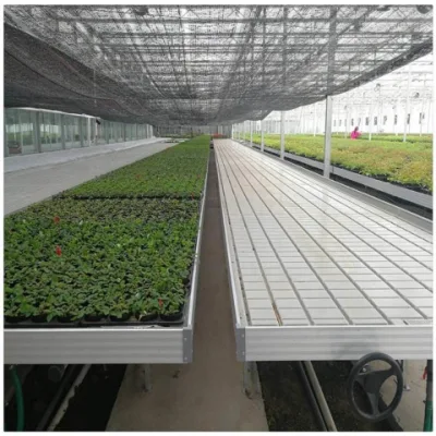 Movable, Hydroponic Nursery Sponge Multi Span Agricultural Greenhouse Grow Bed