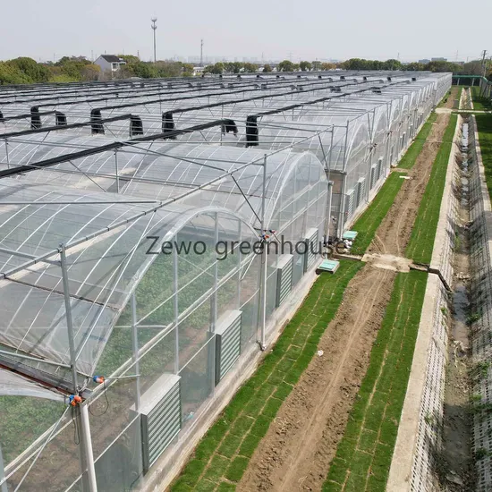 Gutter Connected Po Film Greenhouse with Evaporative Cooling Pad for Rose/Tulip/Tomato/Pea