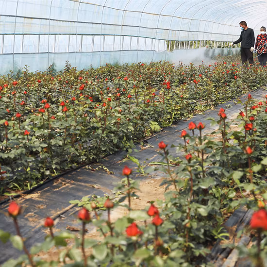 Gutter Connected Po Film Greenhouse with Evaporative Cooling Pad for Rose/Tulip/Tomato/Pea