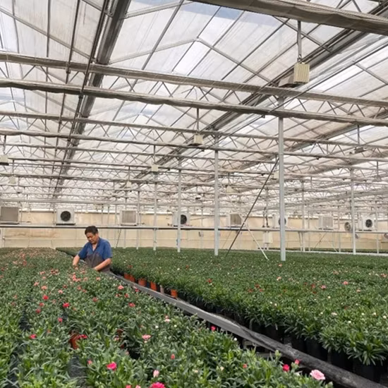 Gutter Connected Po Film Greenhouse with Evaporative Cooling Pad for Rose/Tulip/Tomato/Pea