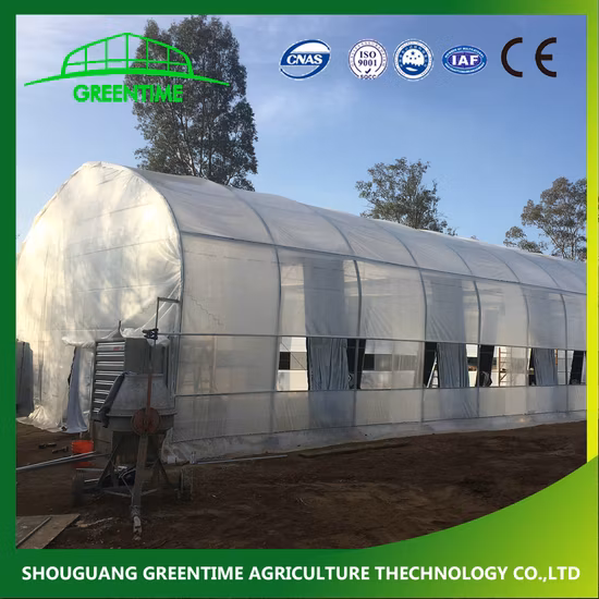 Agricultural/Commercial Single Span/Cheap Tunnel/Gothic Plastic Film Hydroponic Greenhouse for Tomatoes Lettuce Cucumber