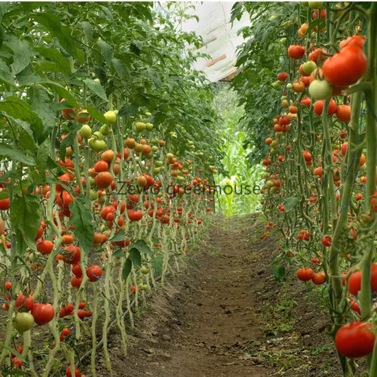 Low Cost Agricultural Home Mini Garden Tunnel Greenhouse Covered with PVC for Warehouse/Flower/Prefabricated House