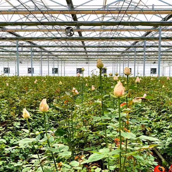 Gutter Connected Po Film Greenhouse with Evaporative Cooling Pad for Rose/Tulip/Tomato/Pea