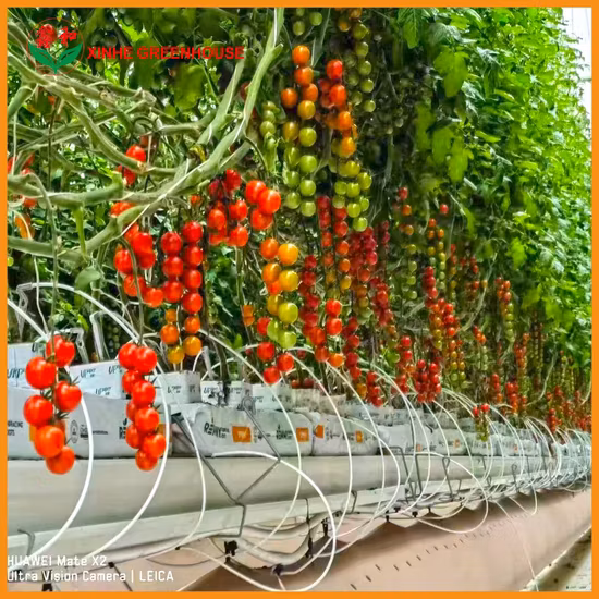 Agricultural Multi Span PE Film Vegetable Greenhouse with Cooling System